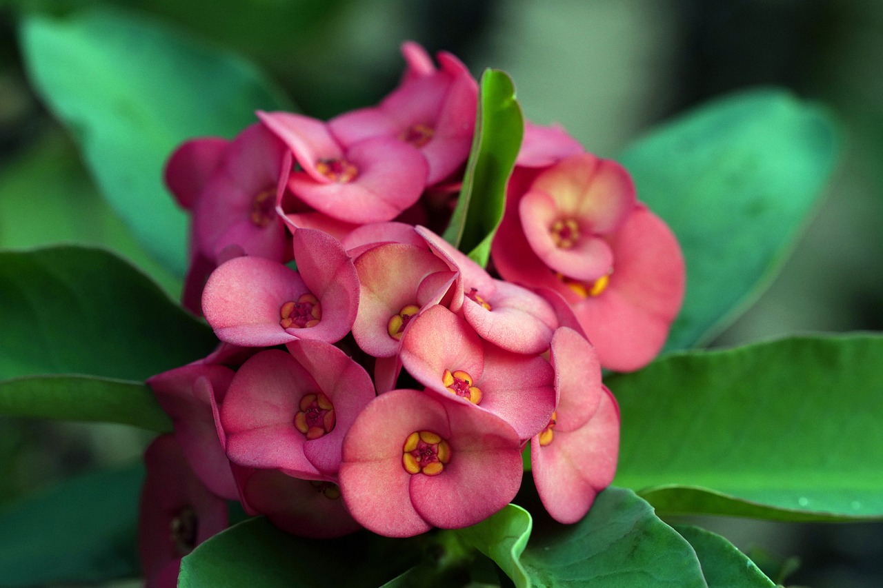 crown of thorns plant care guide pink