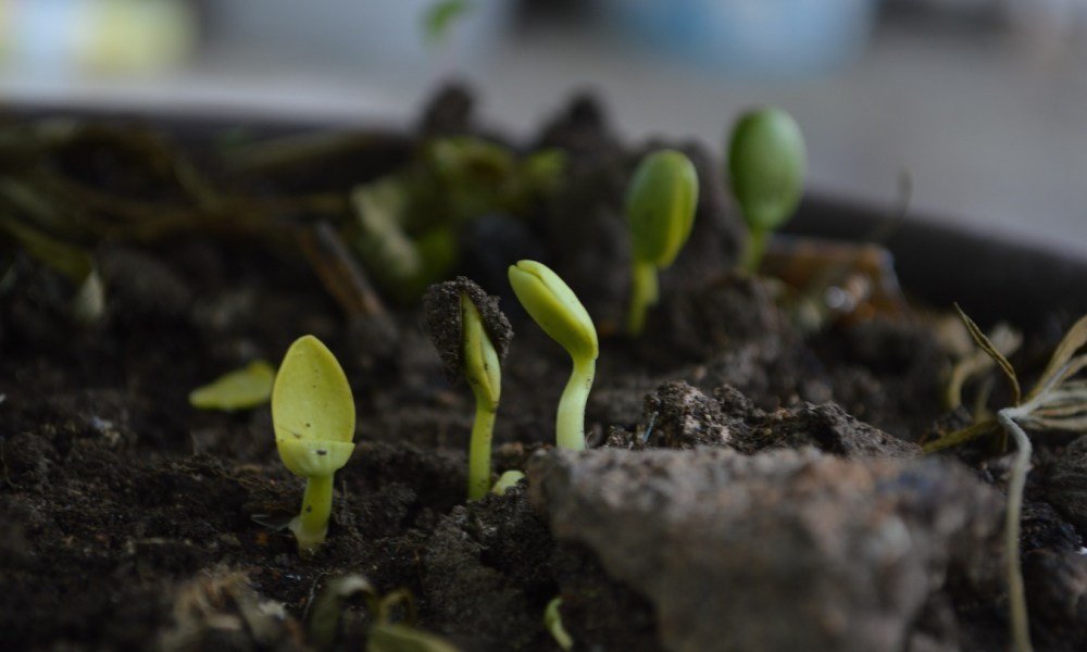 7 items to compost plants sprouting in