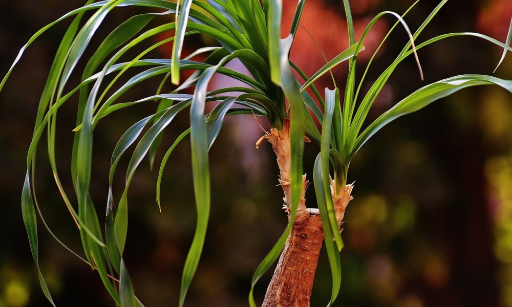 A ponytail palm tree