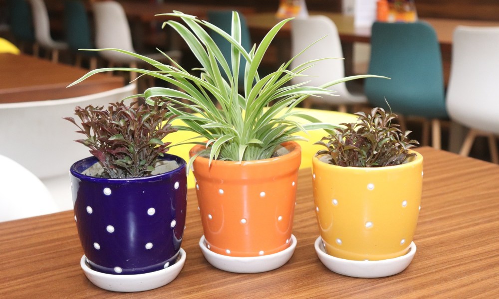 3 small plants in colorful ceramic pots