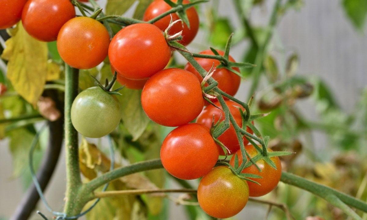 A cherry tomato plant with ripening fruit