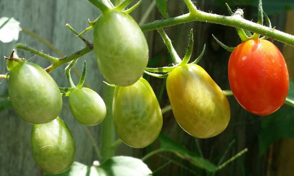 Roma tomatoes growing on the plant