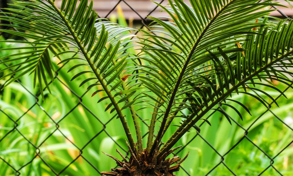 sago palm maintenance by fence