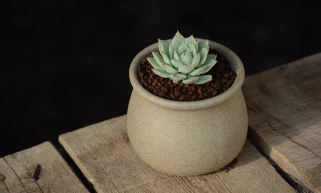 A small echeveria in a beige pot on a wooden table.