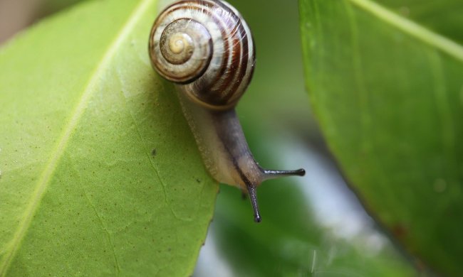 A snail on a leaf