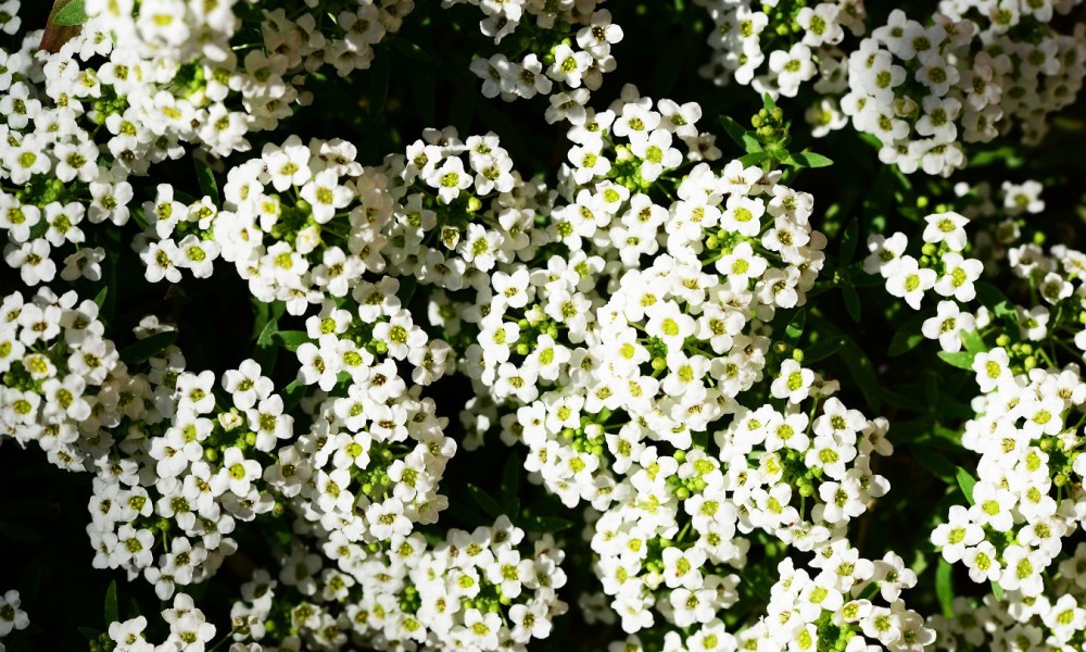 White sweet alyssum flowers