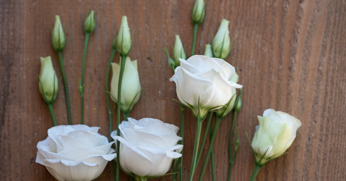 Lisianthus care: A complete guide | HappySprout