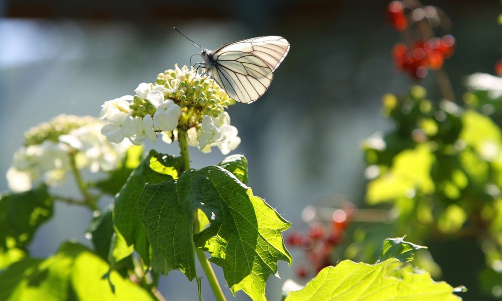 A white butterfly on viburnum flowers