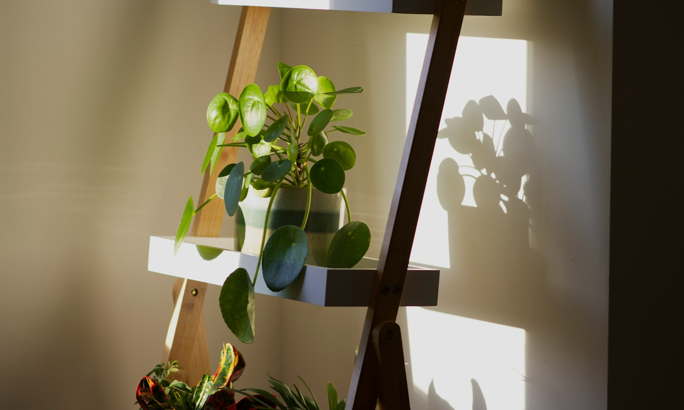 plant of the week pilea on sunny shelf