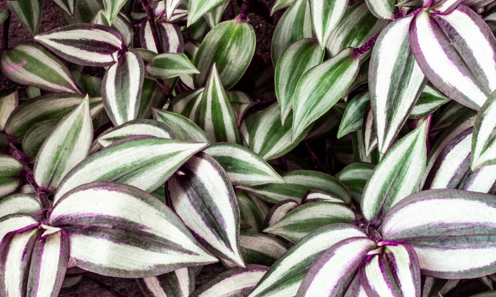 Purple zebrina inch plants