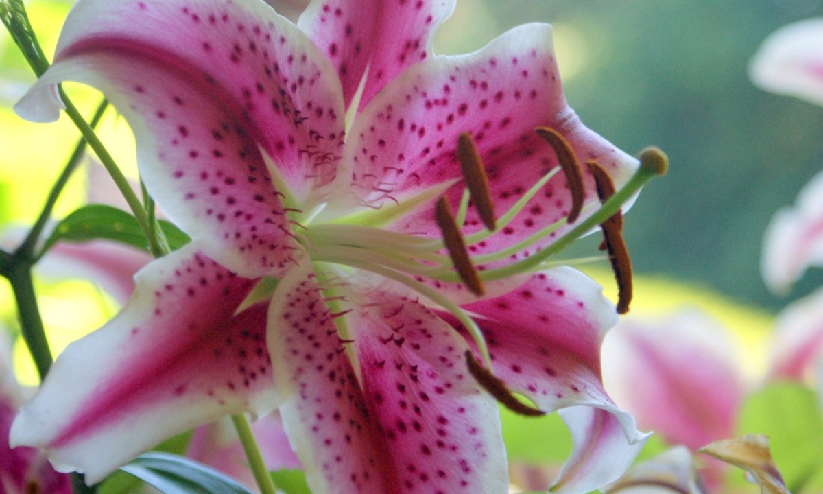 Close up of a stargazer lily