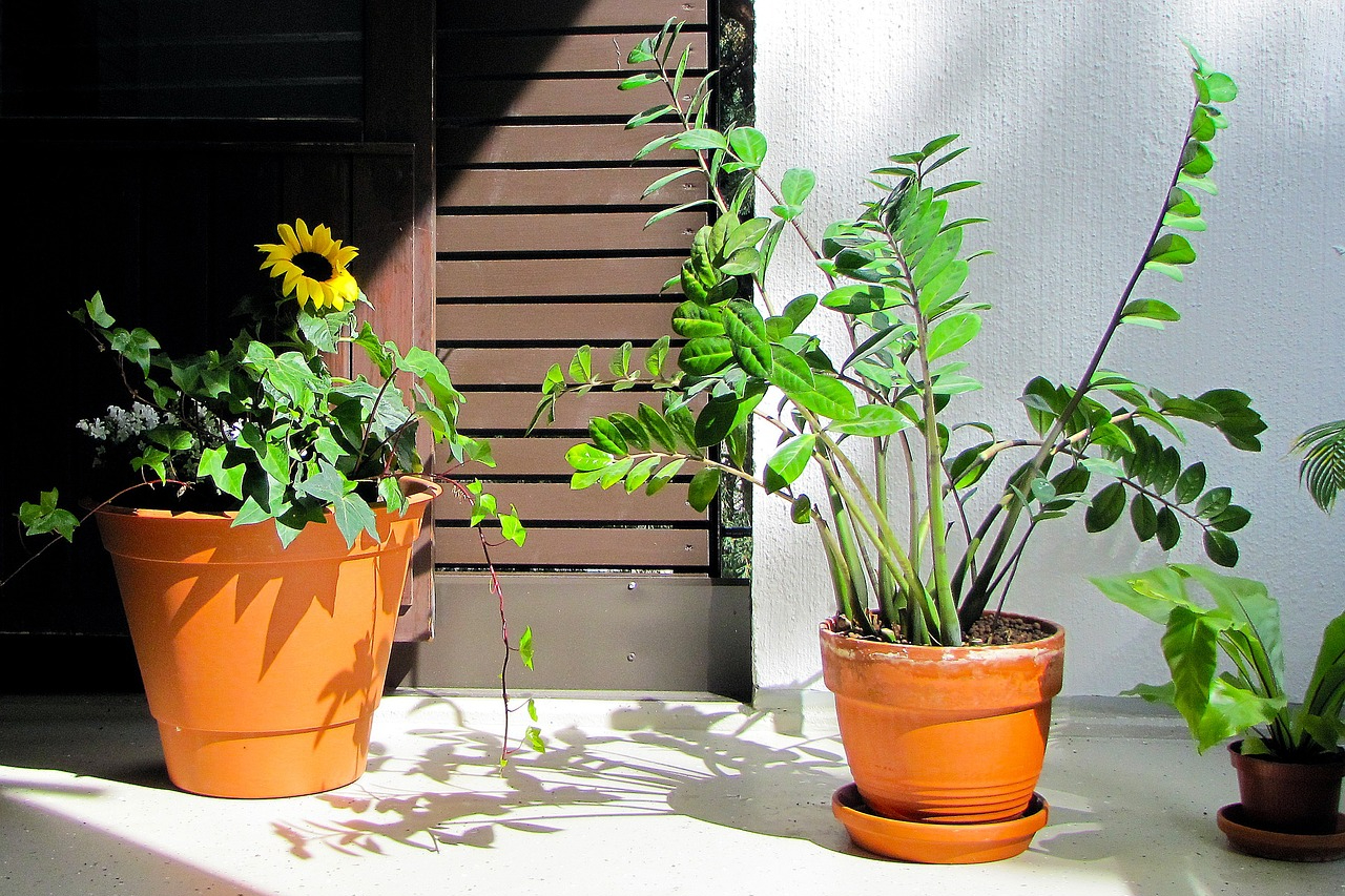 zz plant care and sunflower