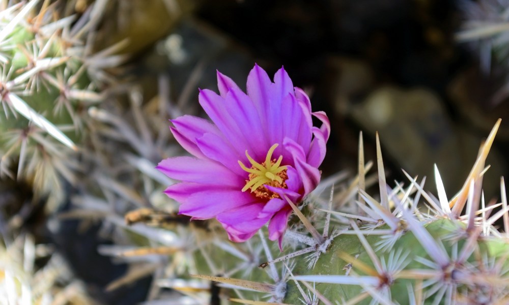 A pink cholla cactus flower