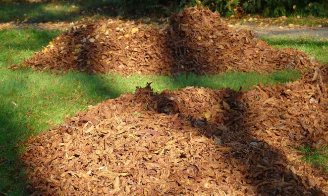 Fall leaves in several large piles