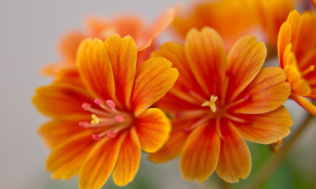 A close up photo of orange lewisia flowers