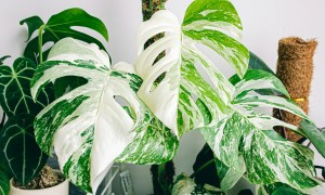 Monstera albo plants