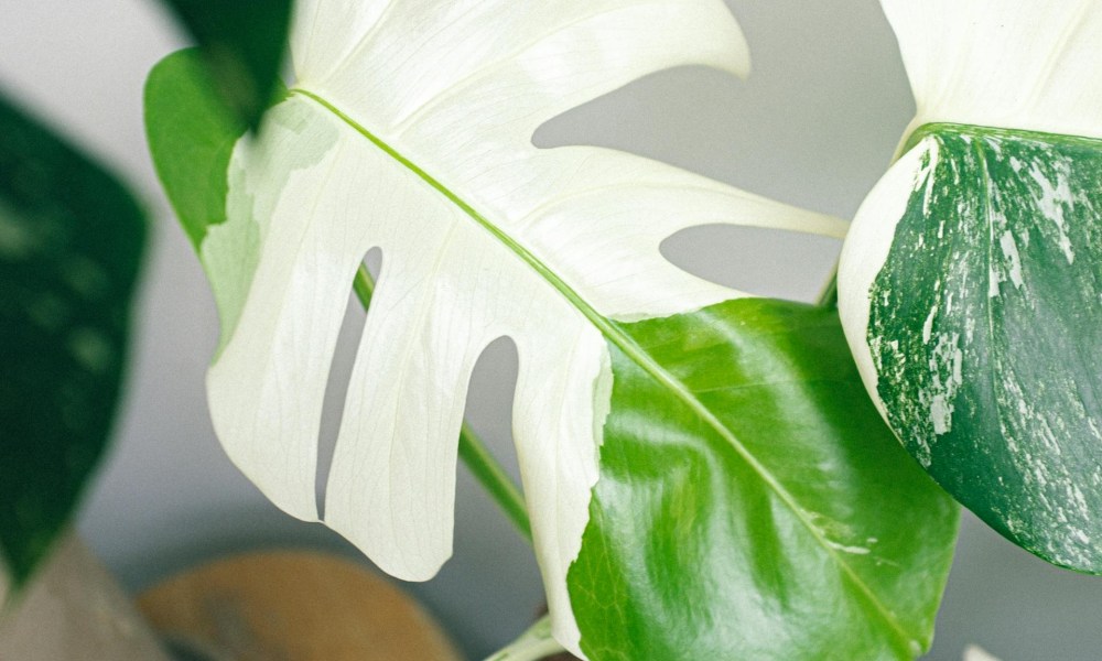 How to care for monstera albo | HappySprout