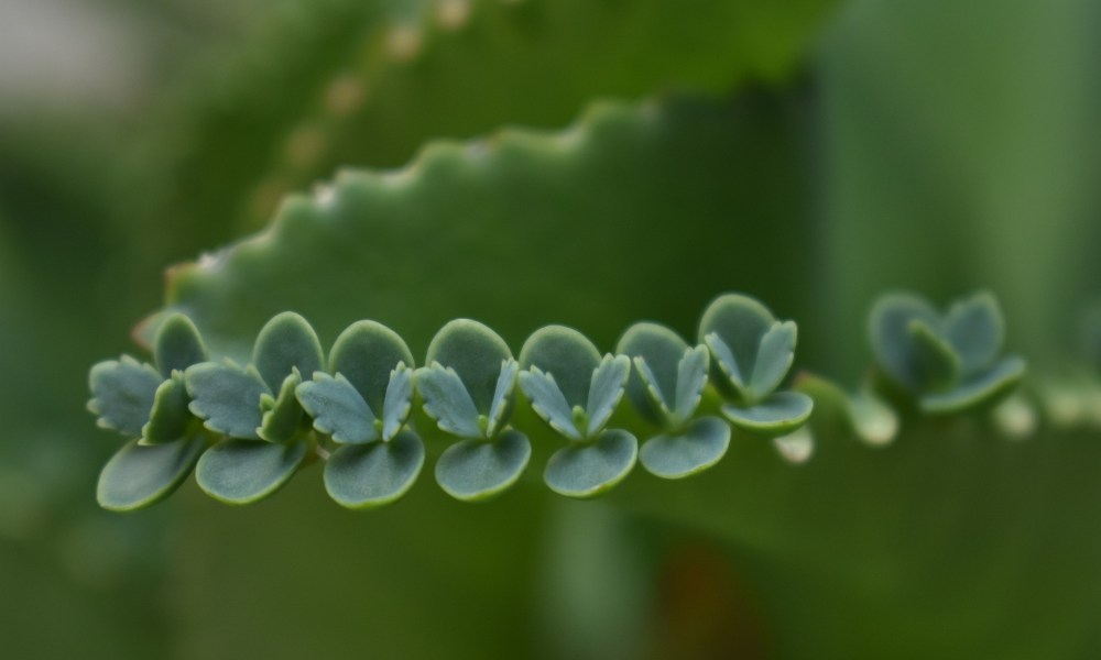 Mother of thousands pups or plantlets