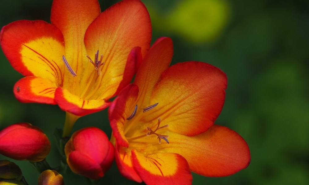 Red and orange freesia flowers