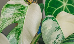 Monstera albo leaves