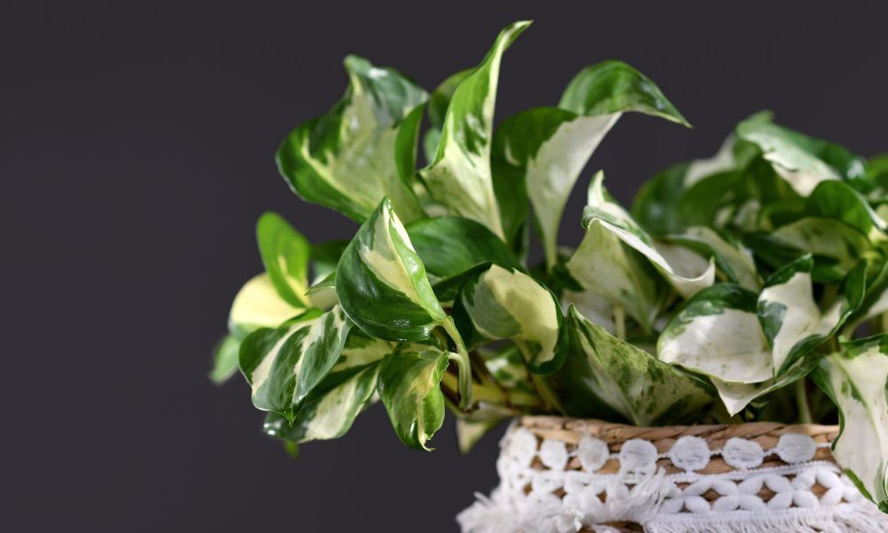 Manjula pothos in a basket