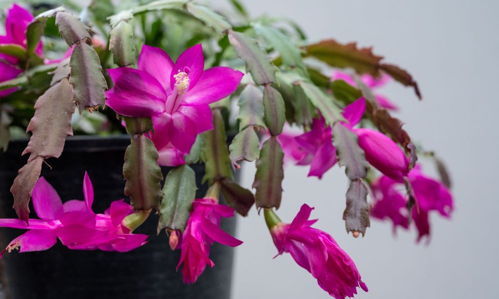 Thanksgiving cactus purple