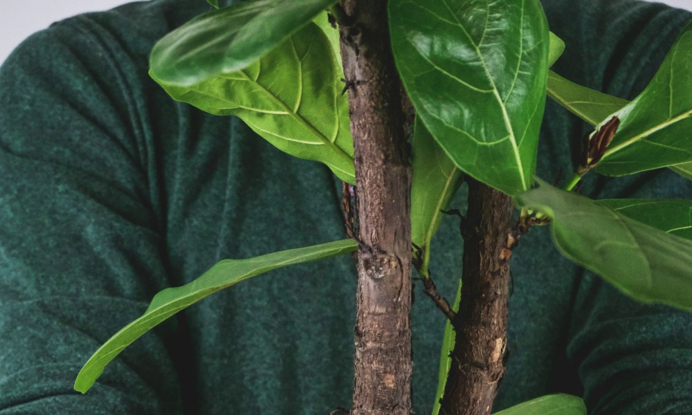 A ficus Audrey plant