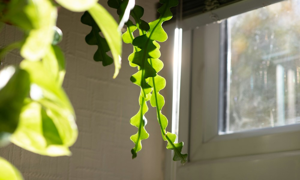 Fishbone cactus plant by a sunny window