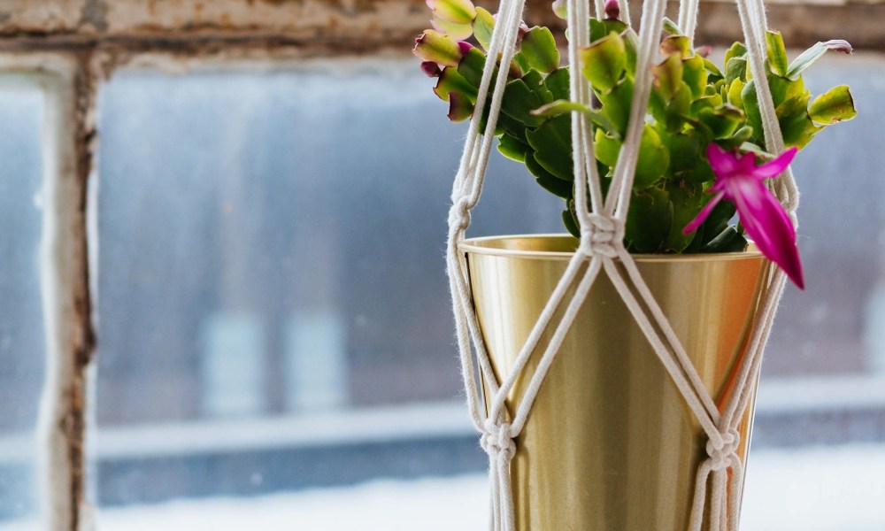 Hanging potted Christmas cactus