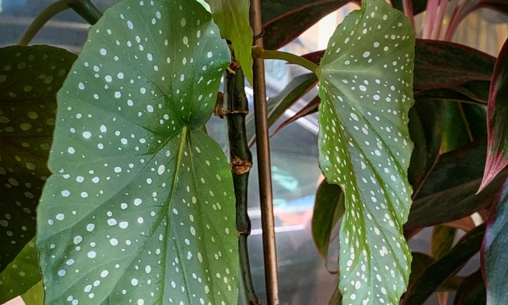 Large polka dot begonia leaves