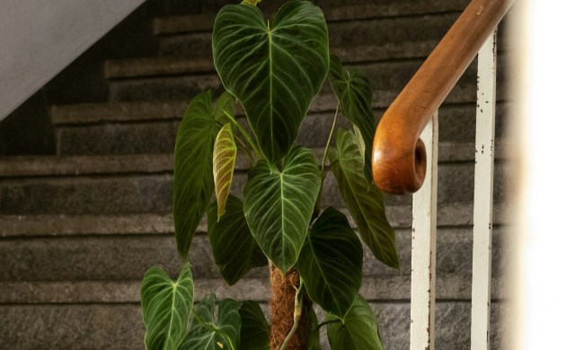 A philodendron micans climbing a moss pole on some stairs