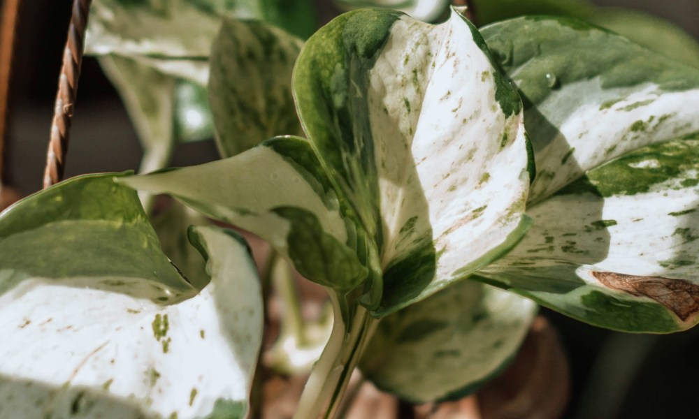 A marble queen pothos