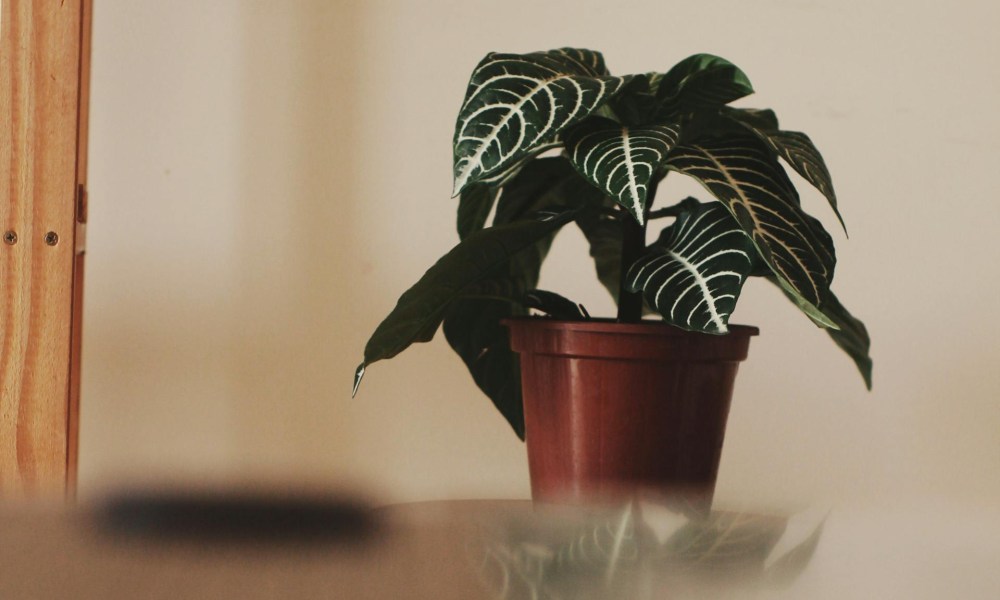 A zebra plant in a brown pot