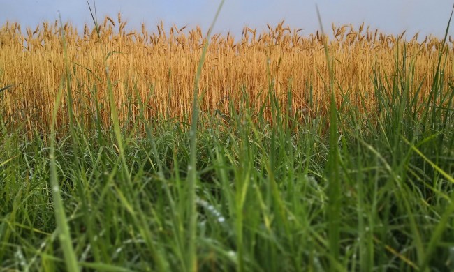 A field of rye grass