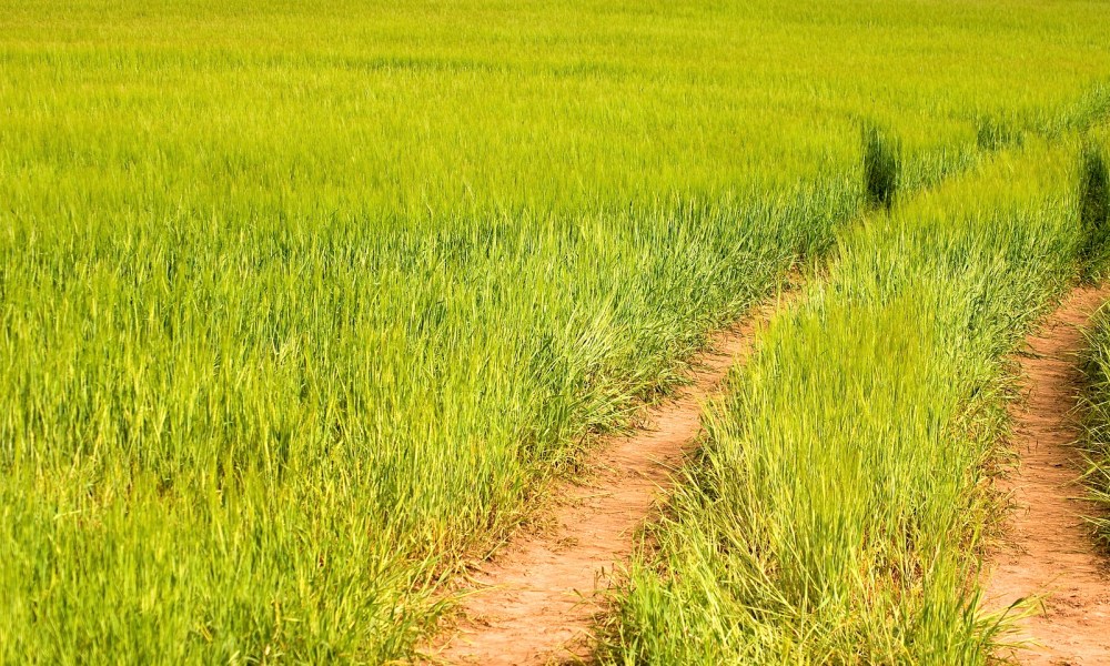 A field of rye grass