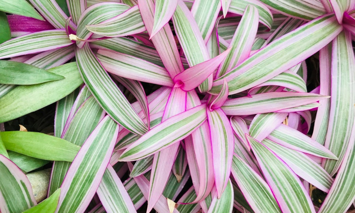 Tradescantia nanouk plants