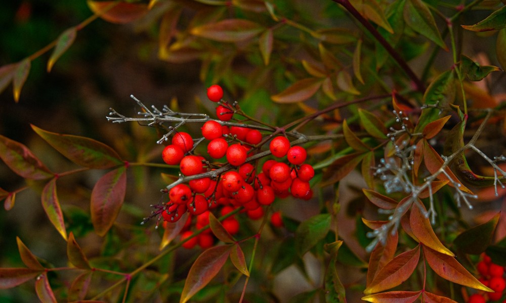 Winterberry holly shrub in autumn