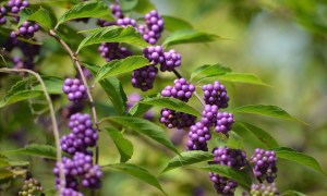 American beautyberry shrub