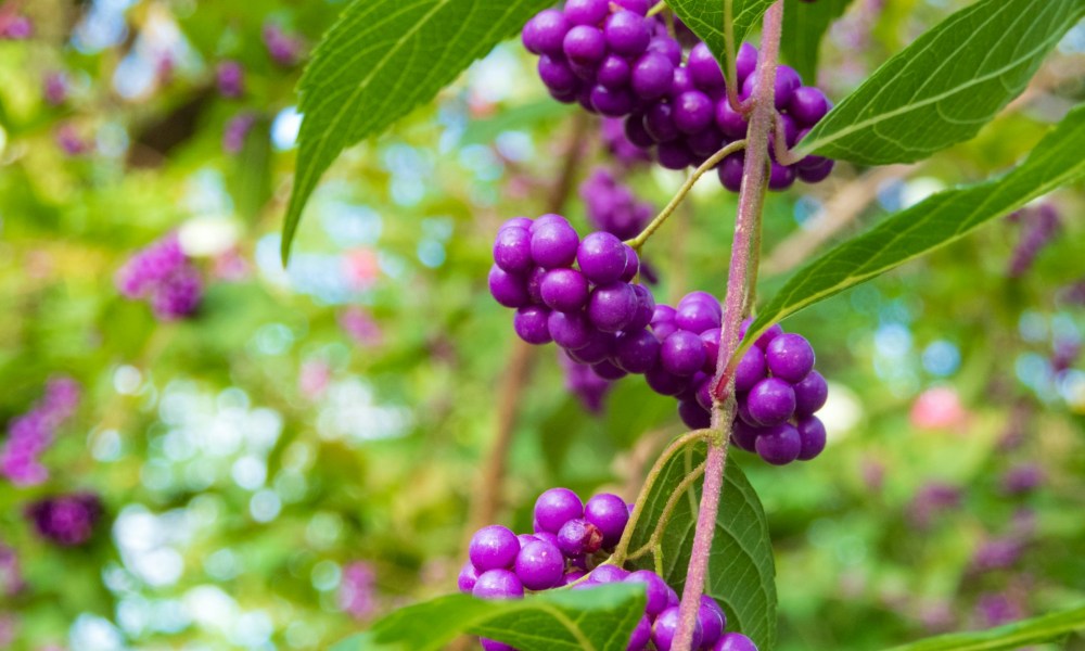 Purple beautyberry berries