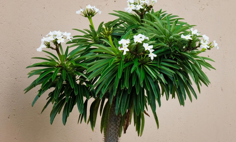 Madagascar palm in bloom