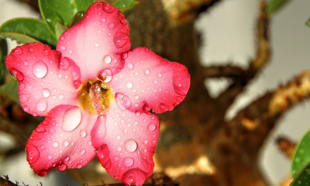 A desert rose flower with water droplets on it