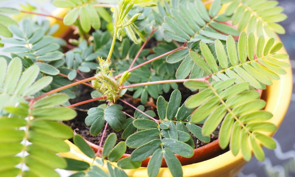 A potted mimosa plant