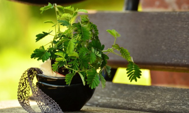 A small mimosa plant in a black pot