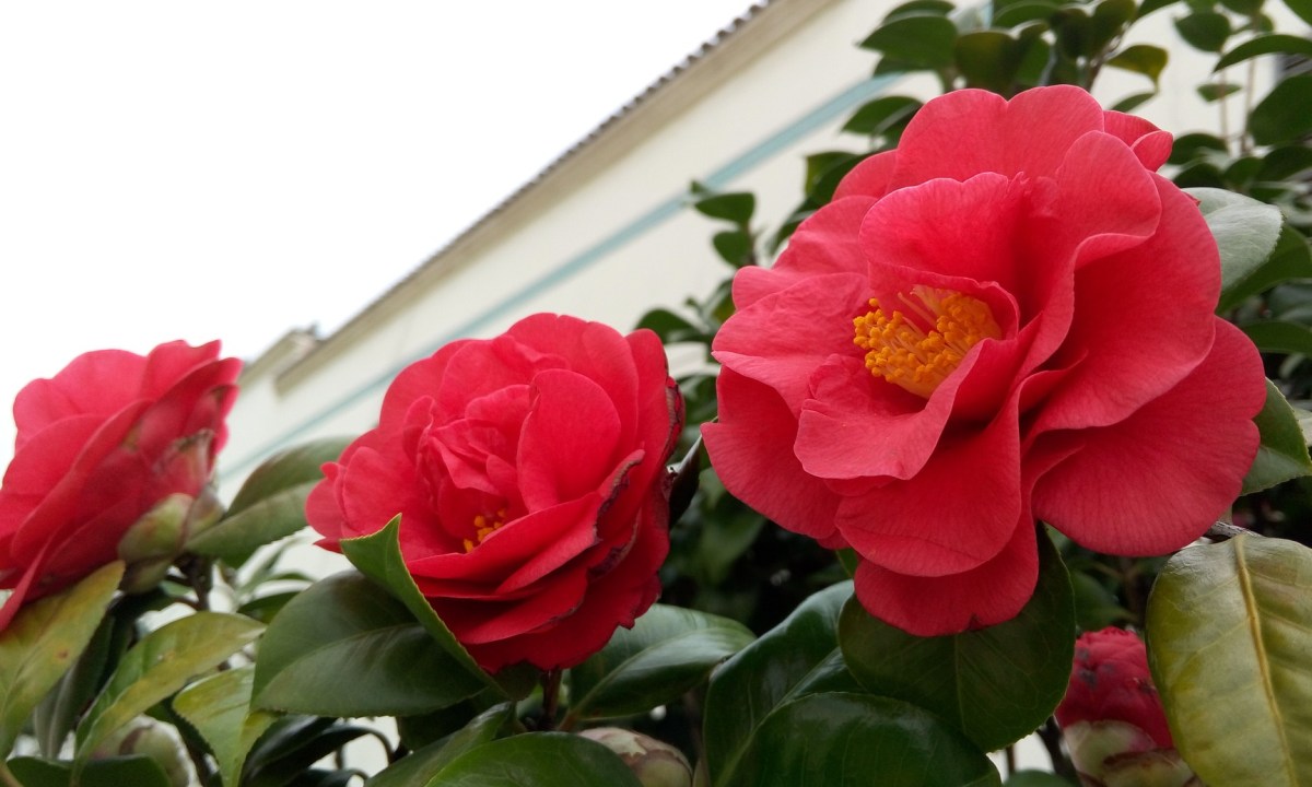 Red camellia flowers