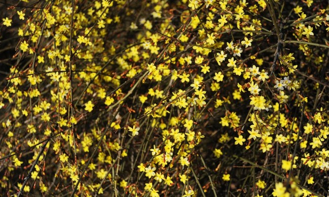 Yellow winter jasmine flowers