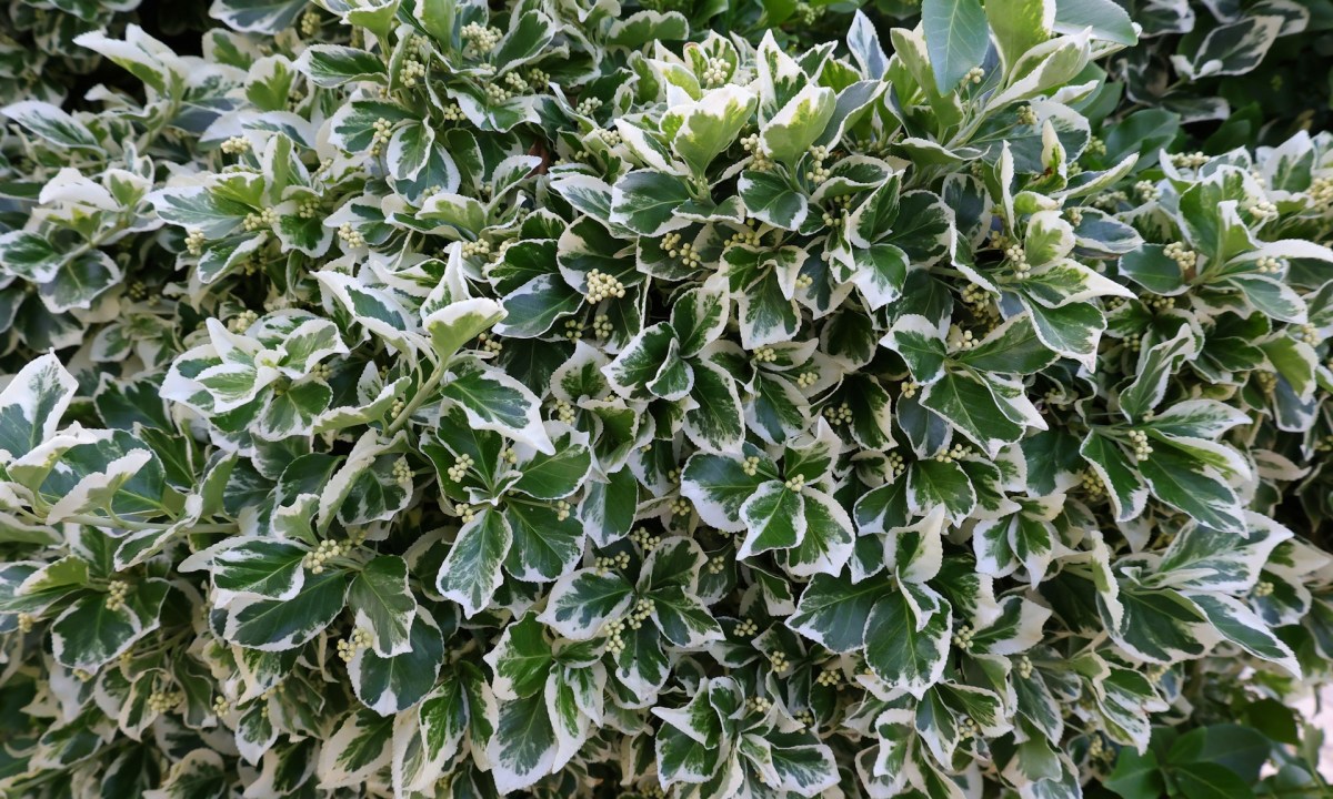 White and green wintercreeper plant