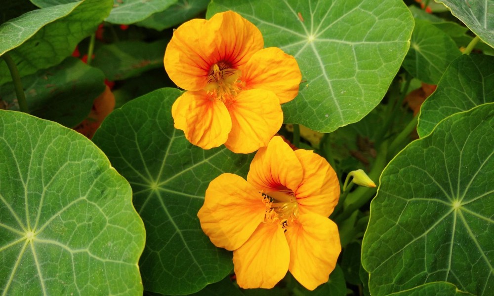 Yellow nasturtium flowers