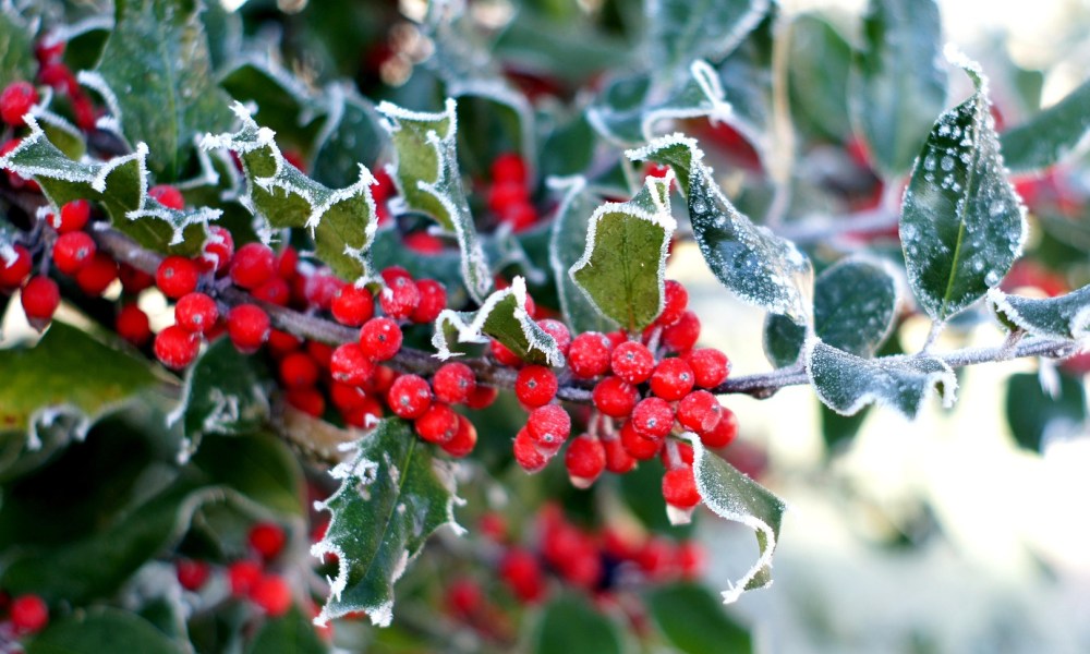 A holly bush with frost on it