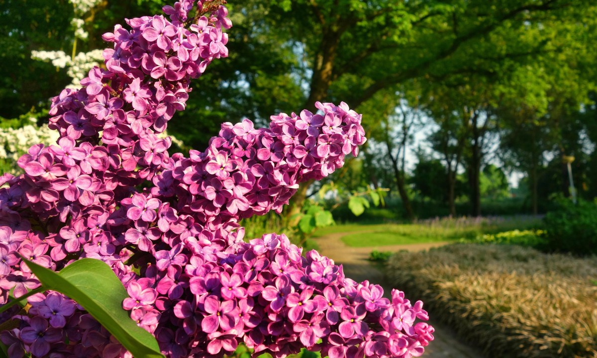 Lilac shrub with pink flowers in a park