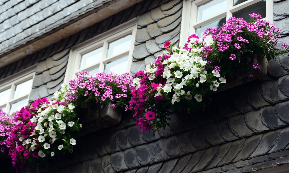 Petunias growing in window boxes